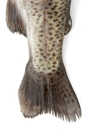 closeup of fish on white background