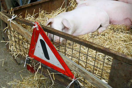 pigs are shown in a marketplace