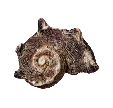 close up of seashell on white background with clipping path
