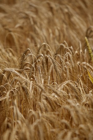 close up of a wheat fieald agricultureの写真素材