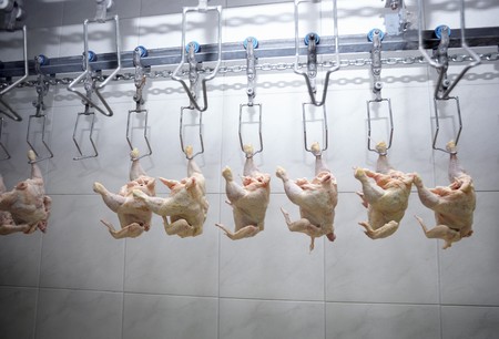close up of poultry processing in food industryの写真素材