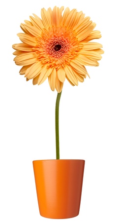 close up of  daisy flower on white backgroundの写真素材