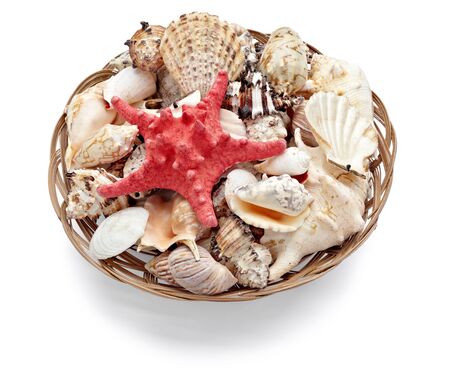 close up of  a seashell on  white background 