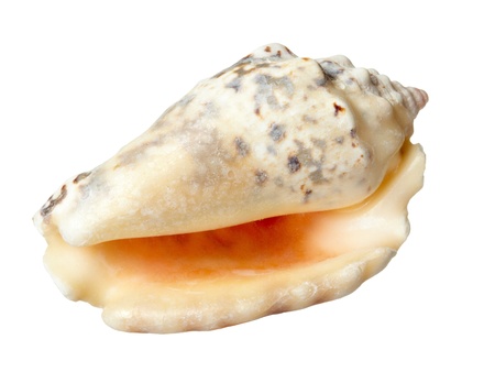 close up of  a seashell