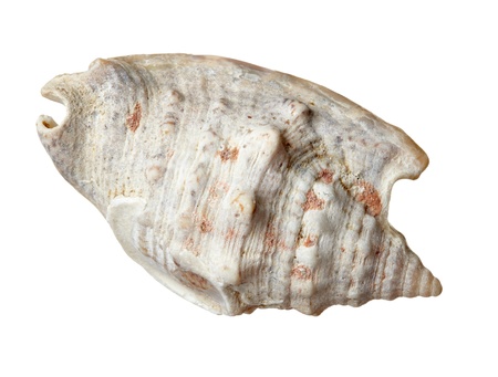 close up of  a seashell 