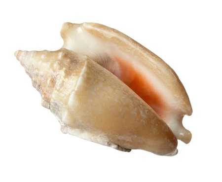 close up of  a seashell の写真素材