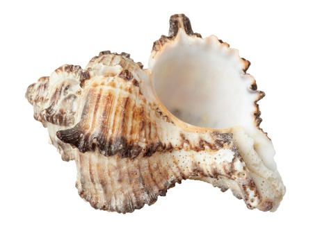 close up of  a seashell on  white background with clipping path