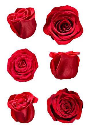 collection of various roses on white background. each one is shot separatelyの写真素材