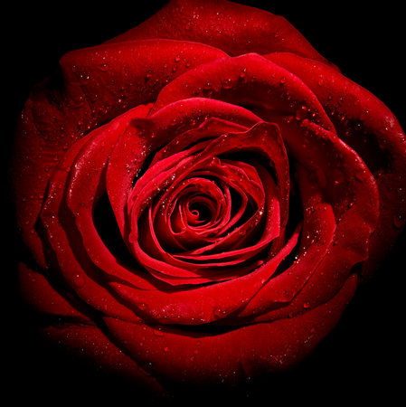 close up of roses on white backgroundの写真素材