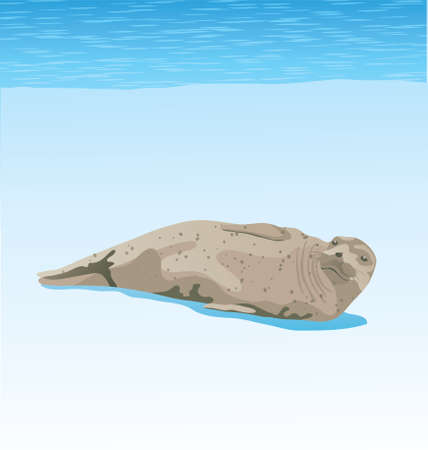 Vector Illustration of Arctic Seal on the sea shore in the ice landのイラスト素材
