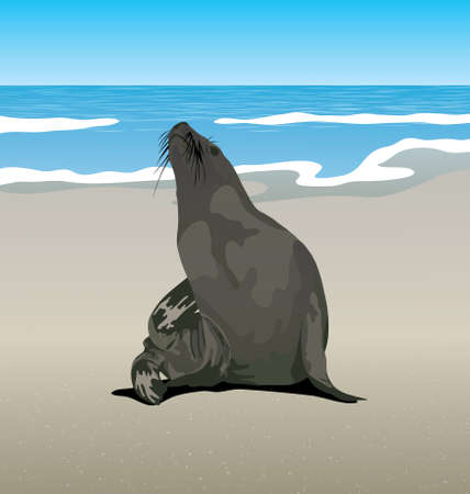 Vector Illustration of Arctic Seal on the sea shore in the ice landのイラスト素材