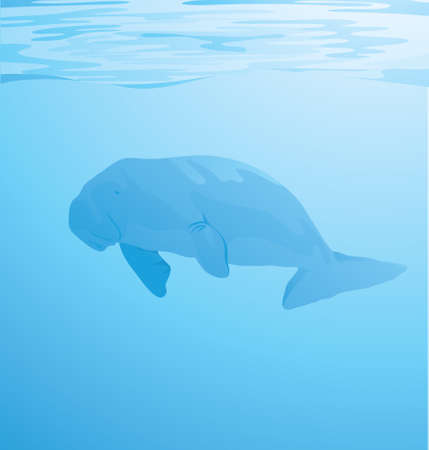 Vector Illustration of arctic seal swimming under water in the ocean in search of foodのイラスト素材