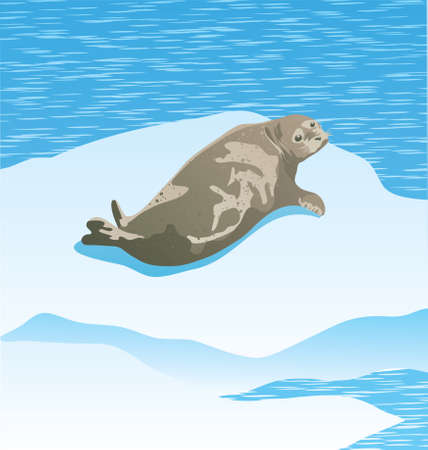 Vector Illustration of Arctic Seal on the sea shore in the ice landのイラスト素材