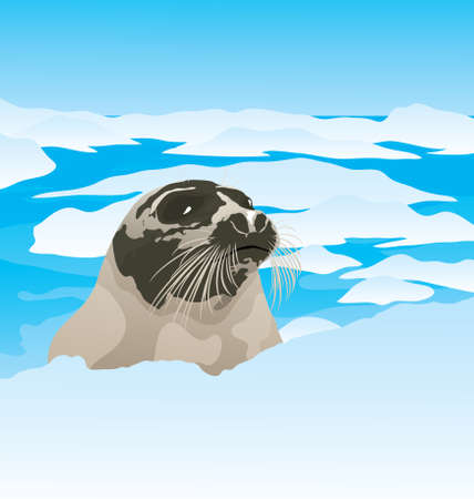 Vector Illustration of Arctic Seal on the sea shore in the ice landのイラスト素材