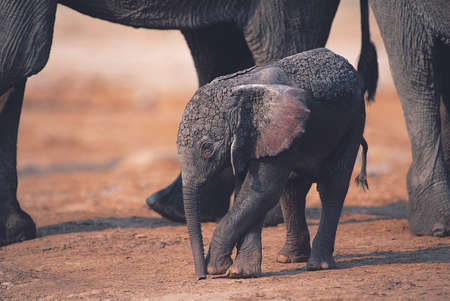 Mother elephant, elephant Herd Protecting the baby elephant.の写真素材