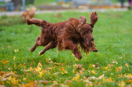 irish setter Running on grassの写真素材