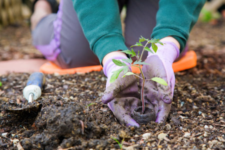 Senior farmer gardening in organic garden. Old gardener holding sapling in his hands.の写真素材