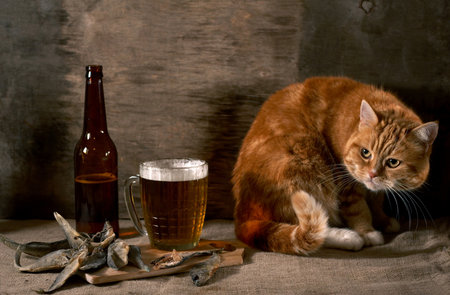 The red cat looks at beer and fishの写真素材