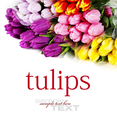 bouquet of the fresh tulips on white background (with sample text)の写真素材