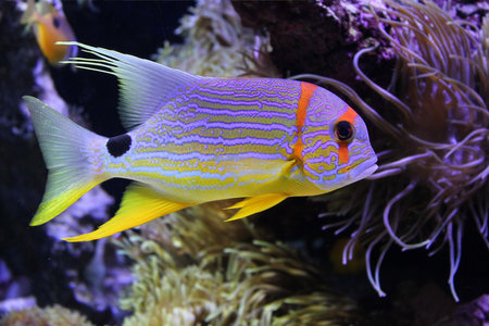 Beautiful fish under the sea