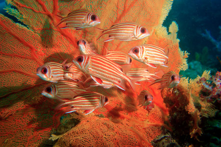 A group of squirrel fish and sea fan