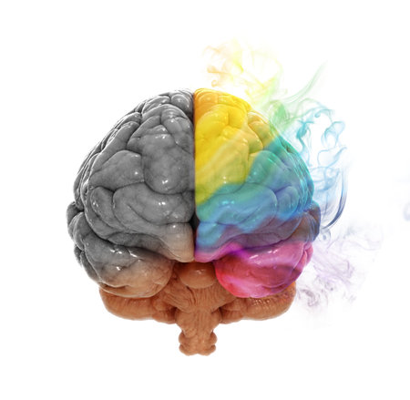 Right and left cerebral hemispheres - creativity and analytical thinking conceptの写真素材