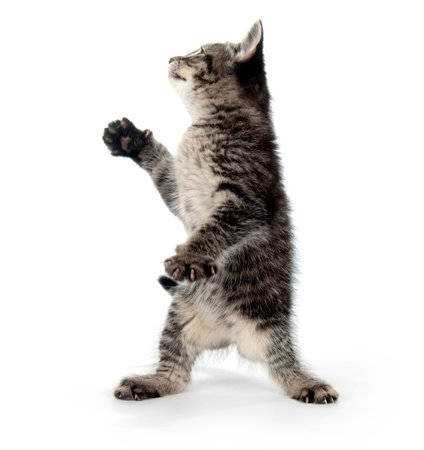 Cute tabby baby cat on white backgroundの写真素材