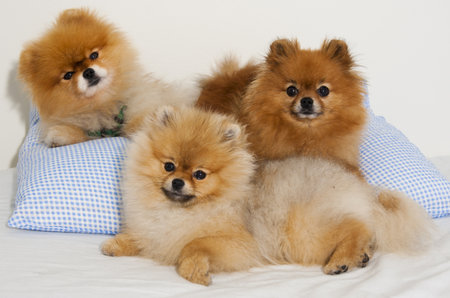 Pomeranian spitz dogs in a family group shotの写真素材