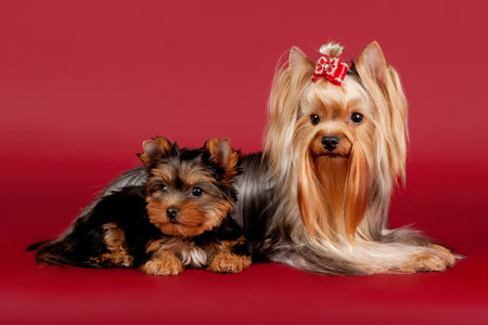 Two yorkies on dark red background