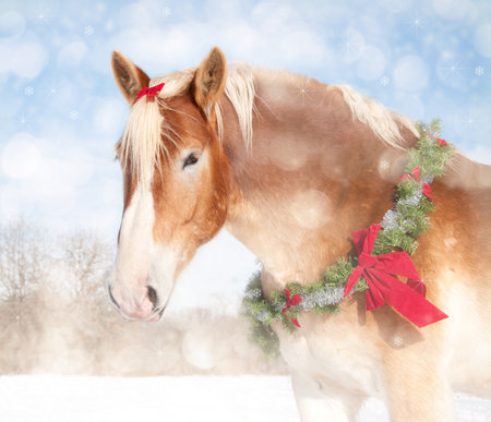 Sweet Christmas themed image of a Belgian draft horse with a wreath and bowの写真素材