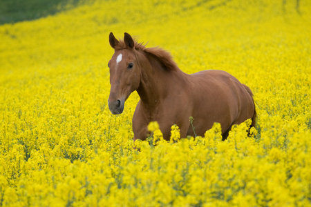 Running horse in the colza fieldの写真素材