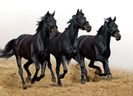 black horsesの写真素材