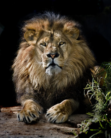 male lion portraitの写真素材