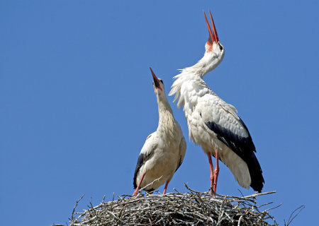 A pair of storksの写真素材