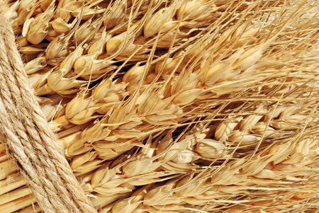 Golden stalks of wheat tied in a bundle. Macro image ideal as background.の写真素材
