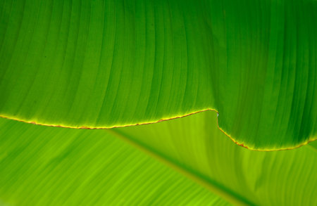 Close-up of a banana palm tree leafの写真素材