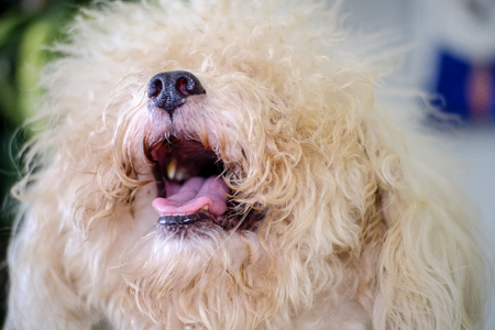 Three poodles sitting side-by-sideの写真素材