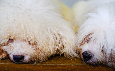 Three poodles sitting side-by-sideの写真素材