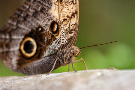 Exotic brown butterfly on the tree in natural environment in Belize.の写真素材