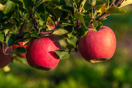 Sweet, red, juicy apples growing on the tree in their natural environment.