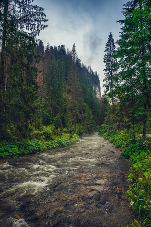 View on the mountain creek flowing between the forest.の写真素材