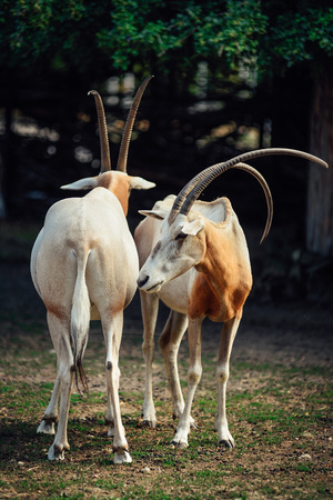 Pair of antelopes standing next to each other.の写真素材
