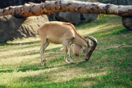 Mountain chamois eating grass from the meadow.の写真素材