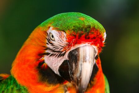 Portrait of the colorfully plumed Ara parrot in the natural environment.の写真素材