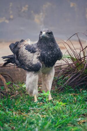 Falcon bird standing on the grass field.の写真素材