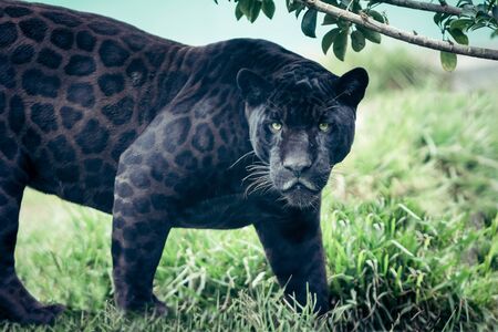 Portrait of the black panther, wild cat looking straight to the camera. Silent killer. Scary look.の写真素材