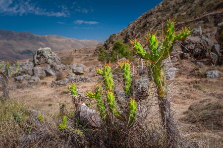Green prickly Cactus plant growing in the field high in the peruvian Andes mountains.の写真素材