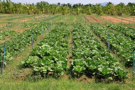 agriculture farm vegetablesの写真素材
