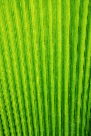coconut palm leaf foliage flora green stalkの写真素材