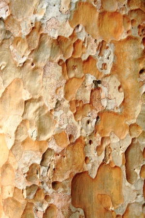 bark tree wood art natureの写真素材